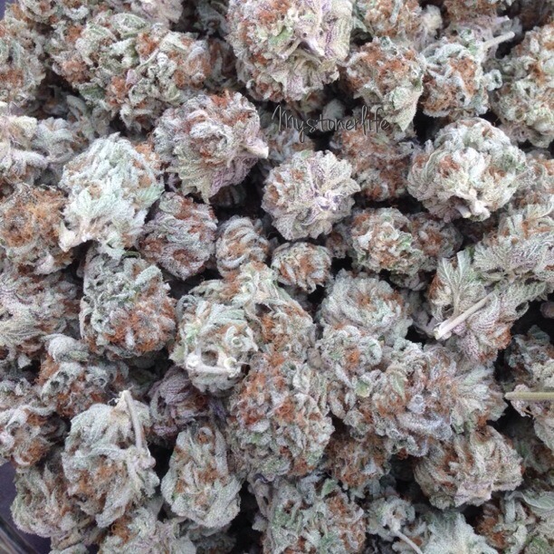 mystonerlife:  Raspberry Kush