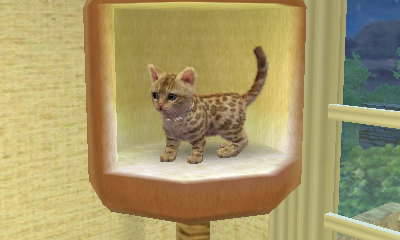 arrowsforpumpkins:I used Nintendogs to adopt two kittens and named them Kirjava (the spotted tabby) 