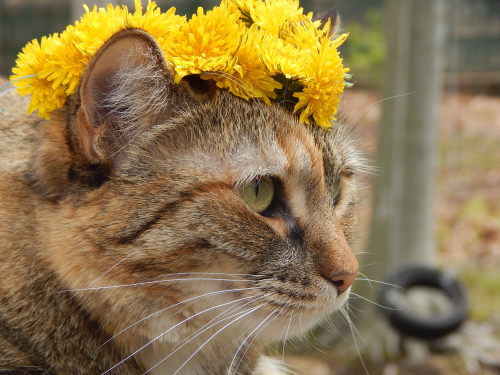 catp0rn: Pumpkin + dandelion crown