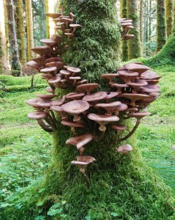 canna-miss:rhamphotheca:Honey Mushrooms (Armillaria sp.) grow on a moss covered stump in Argylle, Scotlandphotograph by Patrick Mackie  You mean fairy stairs