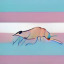 shrimpossible
