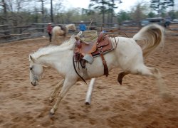 equine-awareness:  One of the major selling points of these ‘miracle’ systems is their quick fix approach- have all your problems solved in a 2 hour session! However, there are very real concerns about any method that claims to change behaviour that