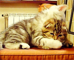 magalinamegg:   accio-xiuhan-deactivated2014081:  anon requested: xiuhan and kittens