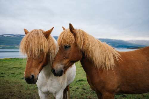 Northwestern Iceland.