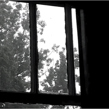 a gif of someone showing off dark windows with gloomy trees behind it