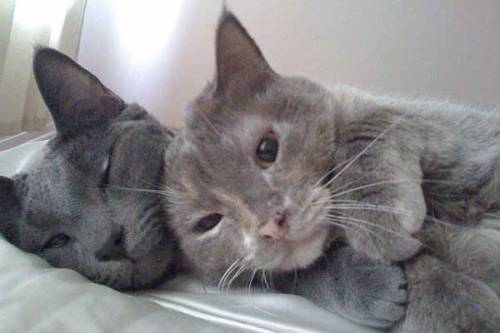 back2good76: de-lila-a-medio-dia: ♥ More cats in love. ♥ True love… purrrs!!!!