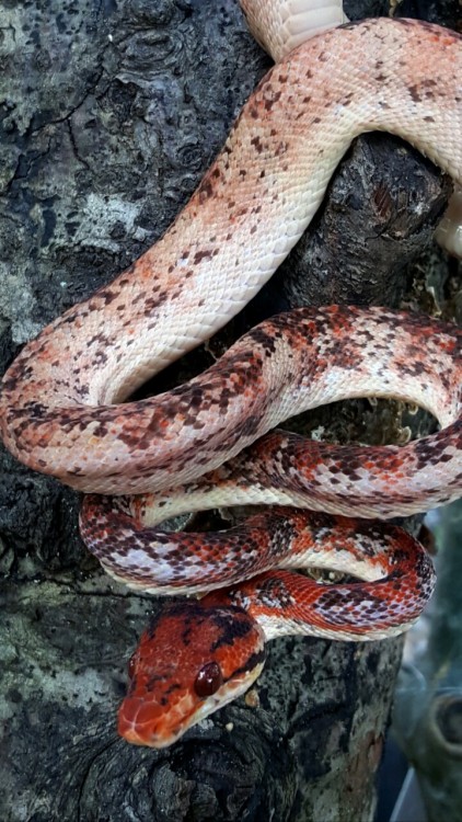 rainbowsnakes:biofaunaexotics:Updated pics of “Dragon Heart”, our male red Calico ATB. Of course, ri