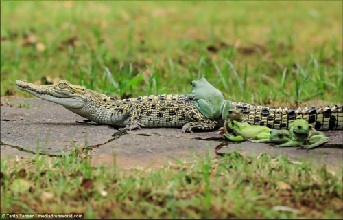 snailsnack:Yes..very good..five froggies just sittin on an alligator..