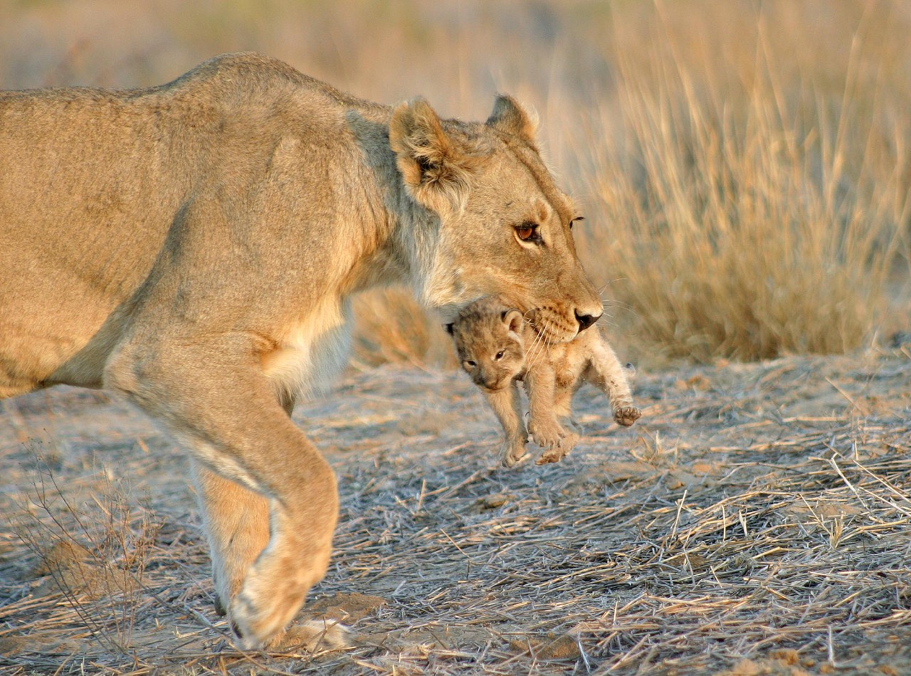 big-catsss:  Elaine Kruer was able to watch a mother carefully move her cubs to their