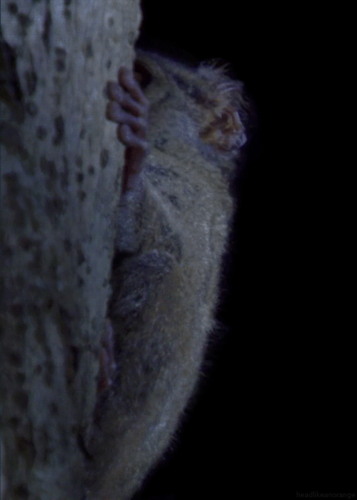headlikeanorange:  A tarsier (Bill Bailey’s Jungle Hero - BBC) 