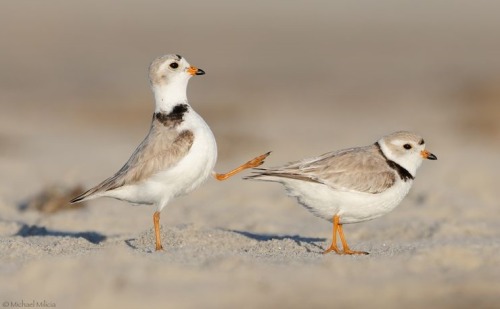 Piping Plover(Charadrius Melodus), Family Charadriidae, Order Charadriiformes, SE Coast Of The U.S.