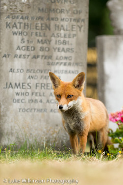 phototoartguy:  Red fox by LAWilkinson on Flickr ☛ http://flic.kr/p/uoRXr5