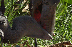 whiny-sugar-glider:   BBC Earth - Africa         Shoebills are awesome.       Dinosaauuurss
