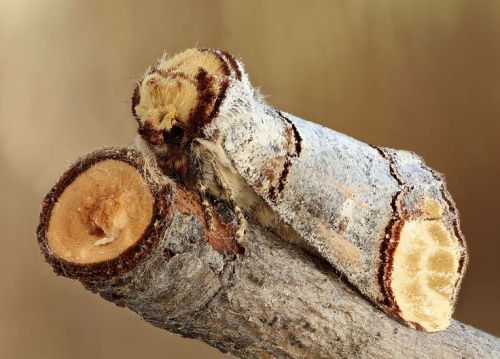 Moth Of The Week