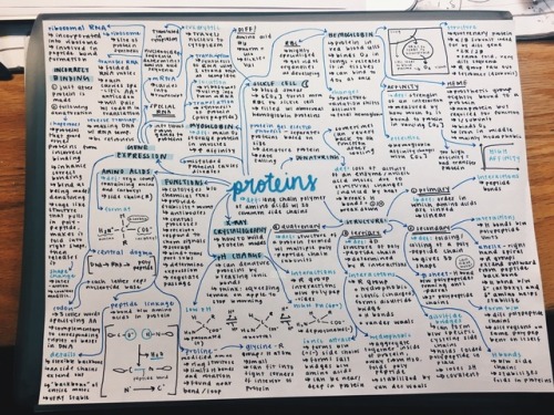 hanxstudy: 02.07.18 // 3 midterms in 2 days calls for crazy packed mind maps!