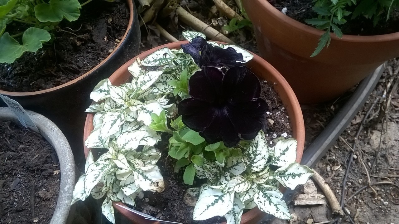 My black petunias are beautiful &lt;3