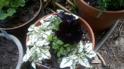 My black petunias are beautiful <3