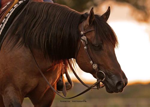 showgirlglitz: Hang Orima(Hang Ten Surprize x Dun It Like Torima)2013 Dun AQHA Stallion