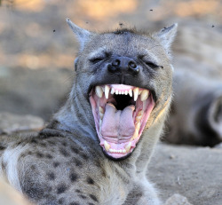 jaws-and-claws:  Hyena mother showing her