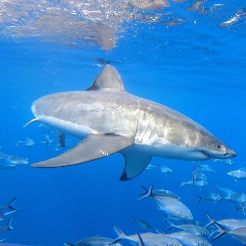 One of the 4 sharks we saw on Monday’s trip showing us his good side! ▂▂▂▂▂▂▂▂▂▂▂▂▂▂▂▂▂▂▂▂ Also foll