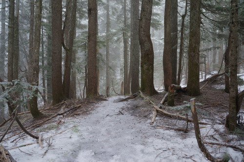 Frozen Forest by martin_nv on Flickr.