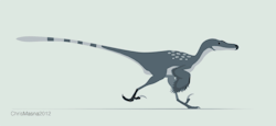 paleofeathers:  A beautiful Velociraptor walk cycle animation by Chris Masna 