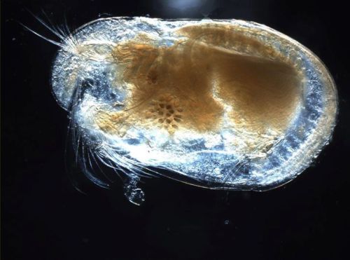 The Ostracod (pictured below) is a tiny crustacean that is often studied in the field of micropalaeo