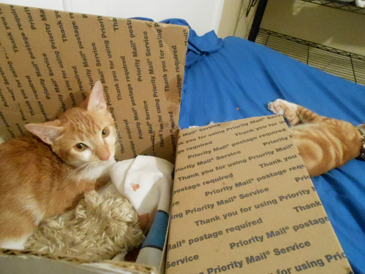 daunt:  tylerfucklin:  I’m at my wit’s end. I need help, guys. This kitten is