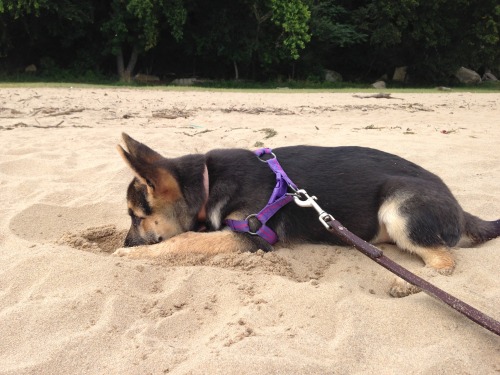 lifebender:  Natasha had a great time digging in the sand at the park today, then promptly fell asleep once we got back in the car.