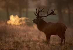 hyperb0rean:  Deer Stag. Photo by Austin