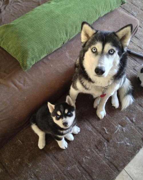 babyanimalgifs:  baby animals blog