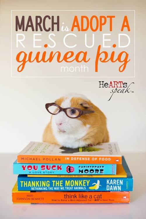 lakenormanhumanenc: March is Adopt a Rescued Guinea Pig Month