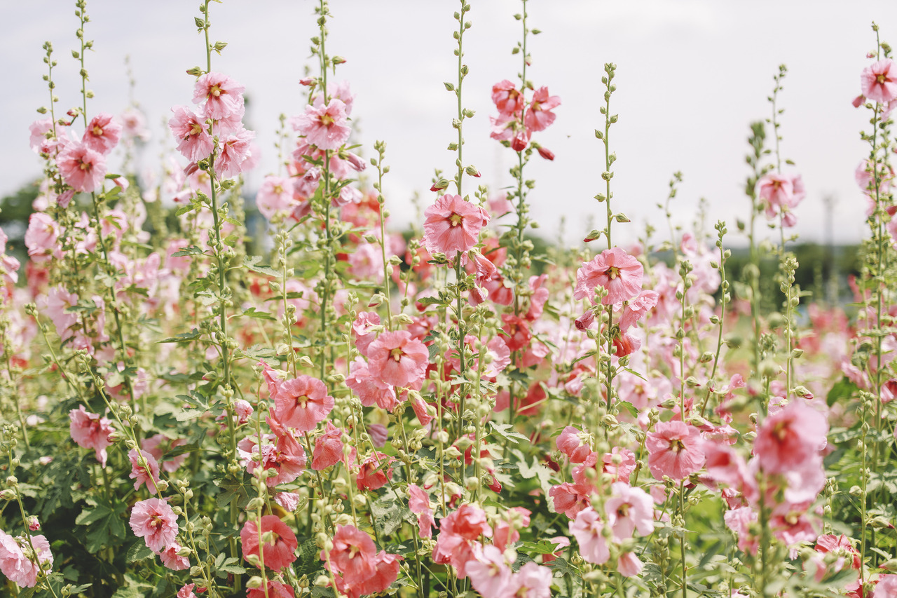 boohwanj:2019-06-15