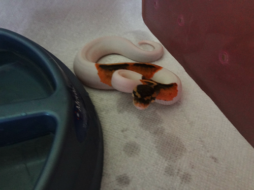 applepythons:Merida has come a long way… she hit 1000 grams today :D