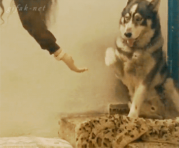 awwww-cute:  “HI HI HI I want to be your friend too!” 