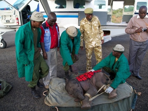 wildeles: Rescuing orphaned baby elephants in Kenya - in picturesTuesday 12 August 201410.50 EDTTo m