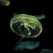 mardyxbvm-deactivated20201119:Enjoy some Jellies and pals :) 