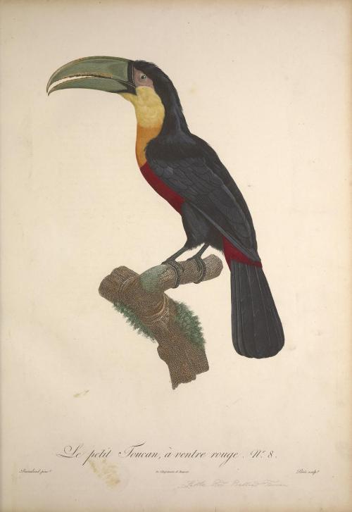 Toucans, perhaps best known for their colourful large beaks are birds from Ramphastidae family 