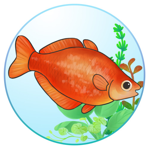 Rainbowfish: Colorful freshwater fish that makes excellent pets, they are highly active so best kept