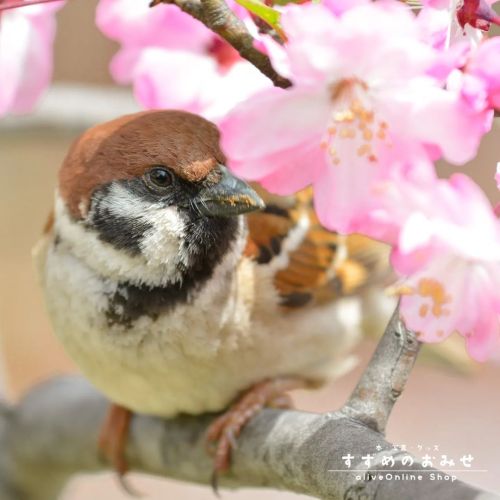 隠れてっ‼️  #ちゅん活 #スズメ #sparrow #写真 #photo #photography #癒やし #healing  #cutebird #instagramjapan #birdlo