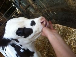 the-cowgoes-moo:  Lili/Solo/Snowdrop  Doing so well, and still loves my fingers!   Friesian