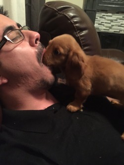awwww-cute:  Friend was snoring. Puppy was trying to find the noise (Source: http://ift.tt/19aGiKC)