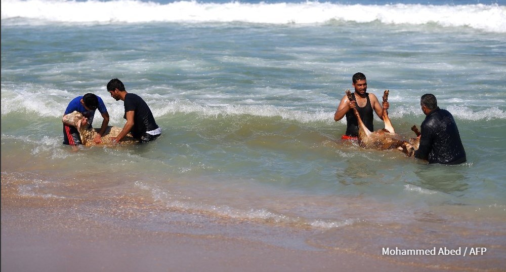 AL AGUA: En Gaza, los pastores lavan sus rebaños en el mar. Un pastor beduino palestino jala a su cordero al agua para lavarlo en la ciudad de Gaza. Todos los años antes de comenzar el verano, los pastores lavan sus rebaños en el mar. 29 de abril de...