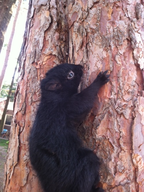 hellohalez0r:  met a baby squirrel