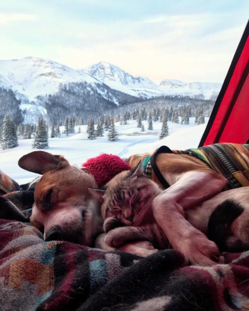 aww-so-pretty: Meet Henry The Colorado Dog and his best friend.