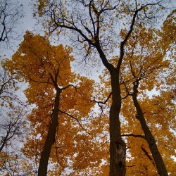 #Autumn #space / #colors #colours #trees #leaves #sky #landscape #hdr #photography