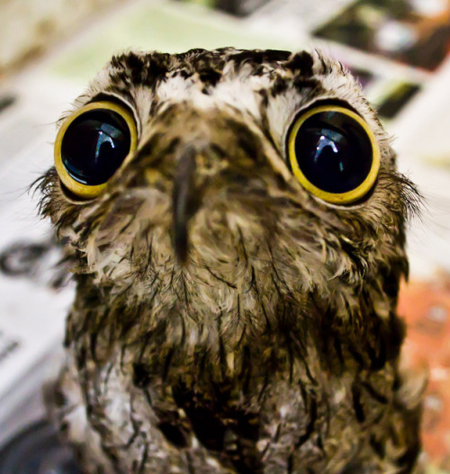 catsbeaversandducks:  The Potoo Bird Always Looks Like It Just Saw Something Absolutely Horrifying. OMG… All the cuteness via BuzzFeed 