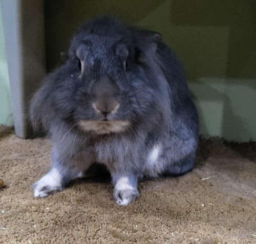 He Was Pissed Off All Morning Until I Realized His Face Was Shedding And He Was Prob Itchy So After Some