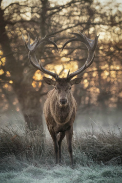 cutefunnybabyanimals:  Deer with heart shaped