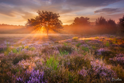 te5seract: The last light, Purple dreams & Sunbeams by Boris JordanFind Boris here: Facebook | 5